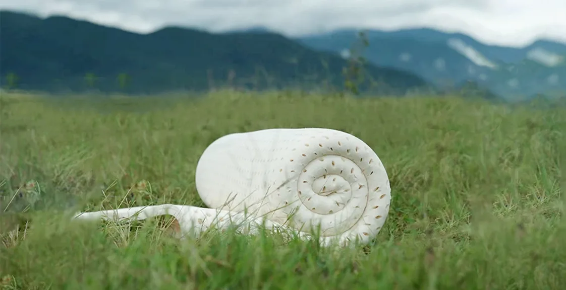 Rolled latex hybrid mattress resting on green grass, eco-friendly bed material outdoors