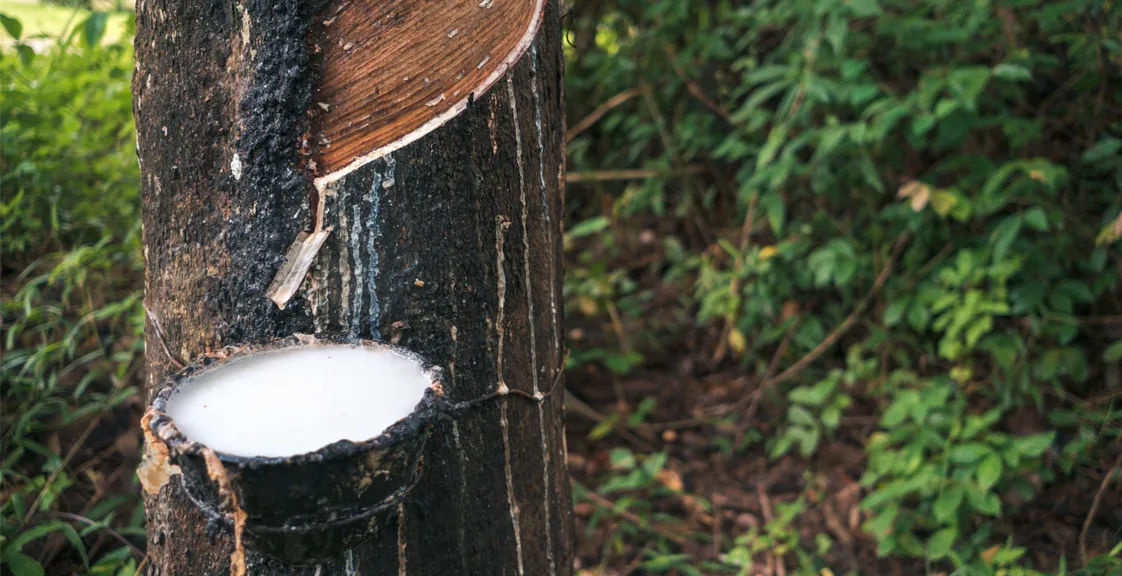 Rubber tree sap used for natural latex